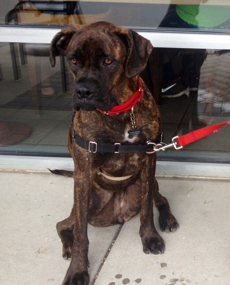 Entry image for Dobi . Clicking this image will show a larger photo