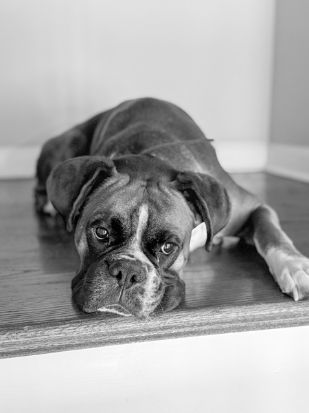 Entry image for Traeger. Clicking this image will show a larger photo