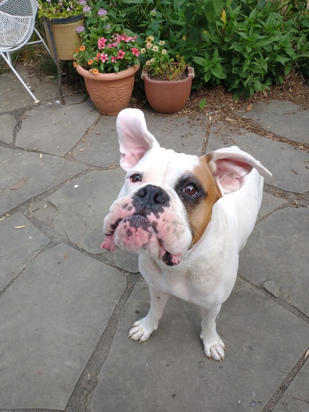 Entry image for Scottie . Clicking this image will show a larger photo