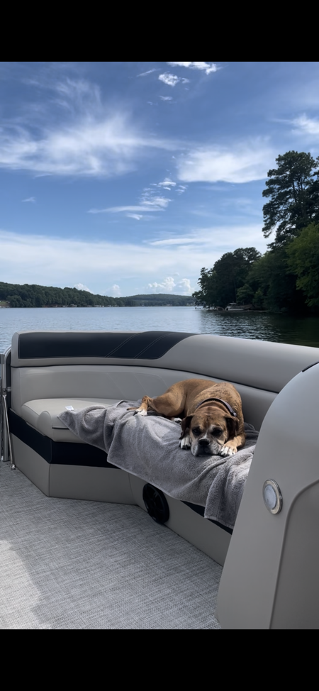 Entry image for Fancy (Prancer). Clicking this image will show a larger photo