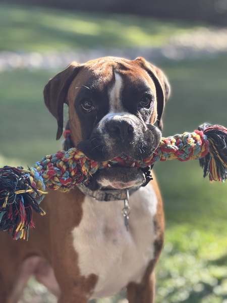 Entry image for Frankie. Clicking this image will show a larger photo