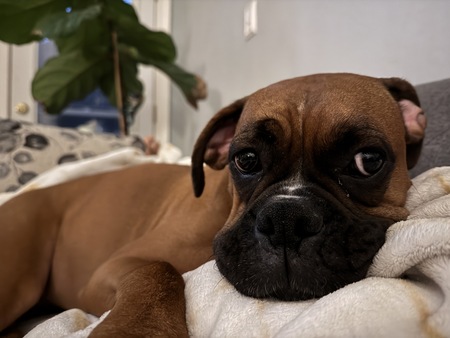 Entry image for Kona. Clicking this image will show a larger photo