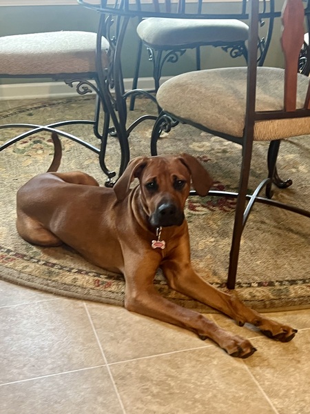 Entry image for Zadie. Clicking this image will show a larger photo