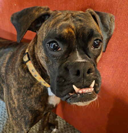 Entry image for Zuri. Clicking this image will show a larger photo