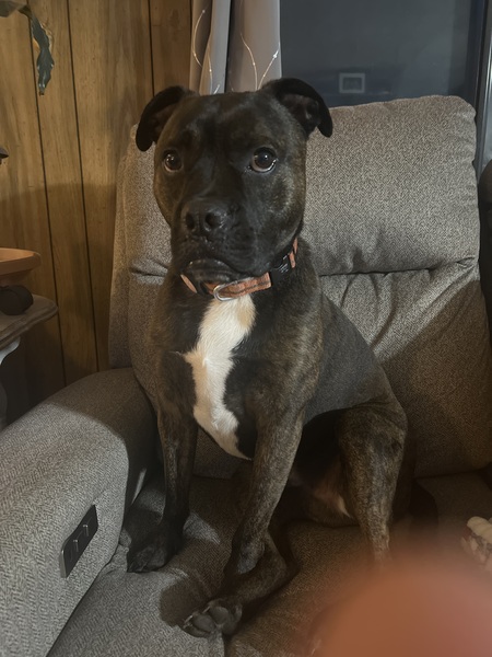 Entry image for Jelly bean. Clicking this image will show a larger photo