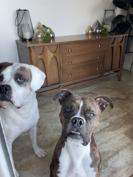 Entry image for Kevin and SweetPea. Clicking this image will show a larger photo