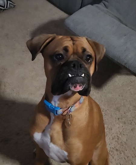 Entry image for Maverick. Clicking this image will show a larger photo