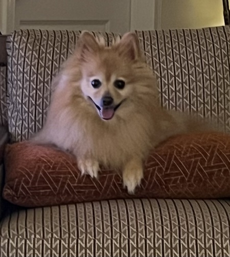 Entry image for Bella. Clicking this image will show a larger photo