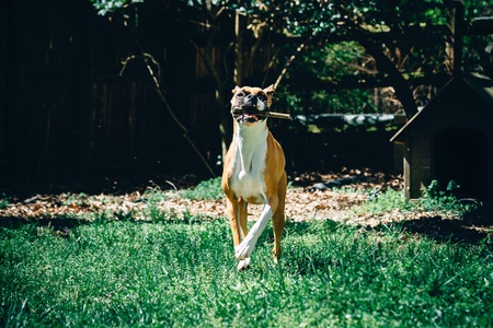 Entry image for Luna. Clicking this image will show a larger photo