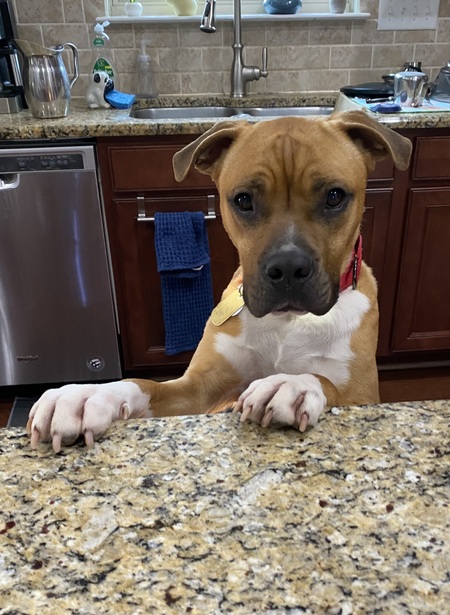 Entry image for Cinco. Clicking this image will show a larger photo