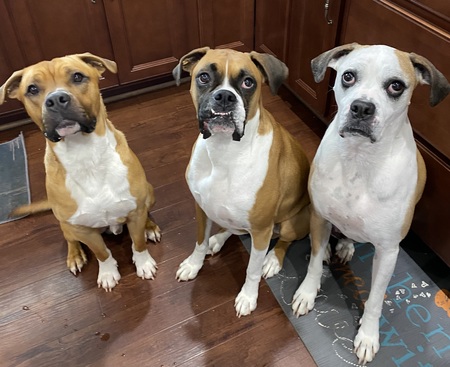 Entry image for Cinco, Luna & Oliver. Clicking this image will show a larger photo