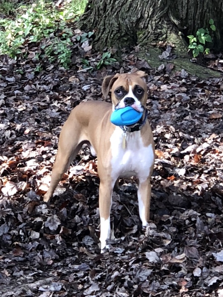 Entry image for Ozzy. Clicking this image will show a larger photo