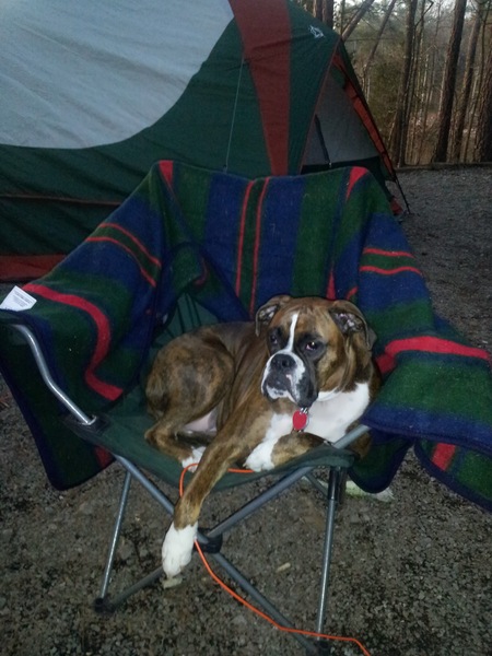 Entry image for Penny. Clicking this image will show a larger photo