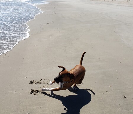 Entry image for Tyson. Clicking this image will show a larger photo