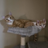 Entry image for Jack&Elliot