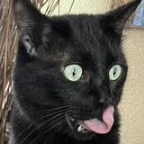 Entry image for Mike the Marauder