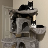 Entry image for Luna, Scrappy, and Oliver