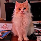 Entry image for Crookshanks