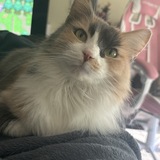 Entry image for Calliope