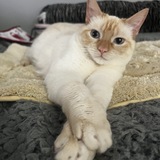 Entry image for Tiny Tim