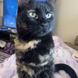 Entry image for Midna