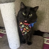 Entry image for Darmani