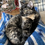 Entry image for Ophelia