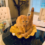 Entry image for Pumpkin