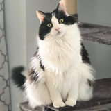 Entry image for Milo 