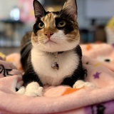 Entry image for Poppy 