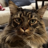 Entry image for Leif