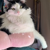 Entry image for Penny