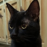 Entry image for Elizabeth Taylor aka Lizzie