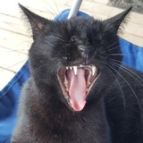 Entry image for BenBen