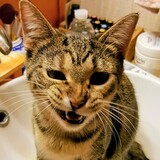 Entry image for Daphne