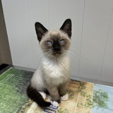 Entry image for Zacc 