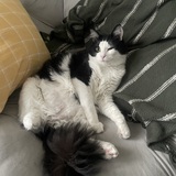 Entry image for Sushi