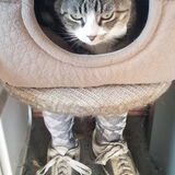 Entry image for Django