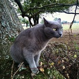 Entry image for Gregory 