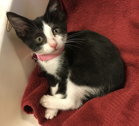 Kiki