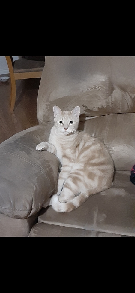 Butters
