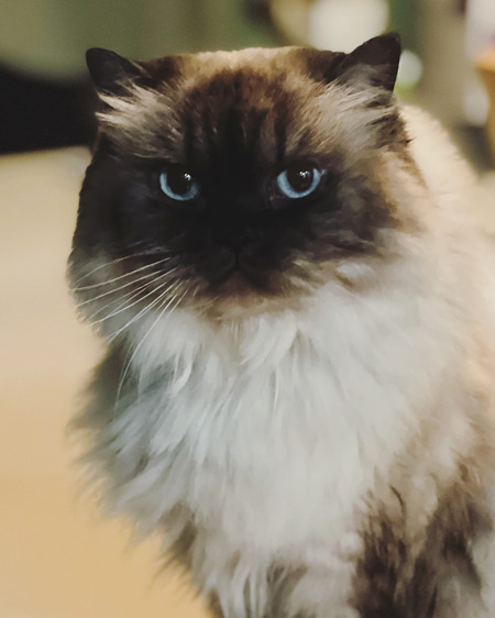 Bella the Beautiful 