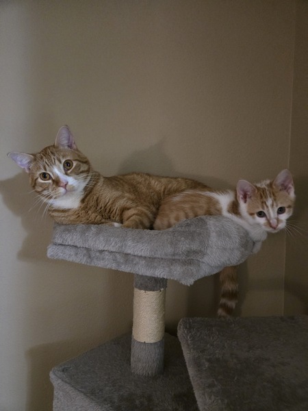 Entry image for Jack&Elliot. Clicking this image will show a larger photo