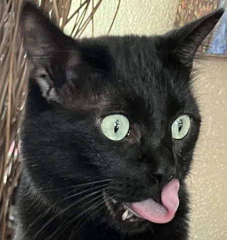 Entry image for Mike the Marauder. Clicking this image will show a larger photo