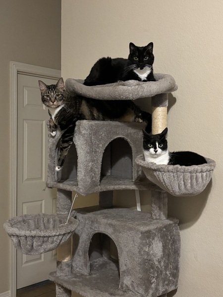 Entry image for Luna, Scrappy, and Oliver. Clicking this image will show a larger photo