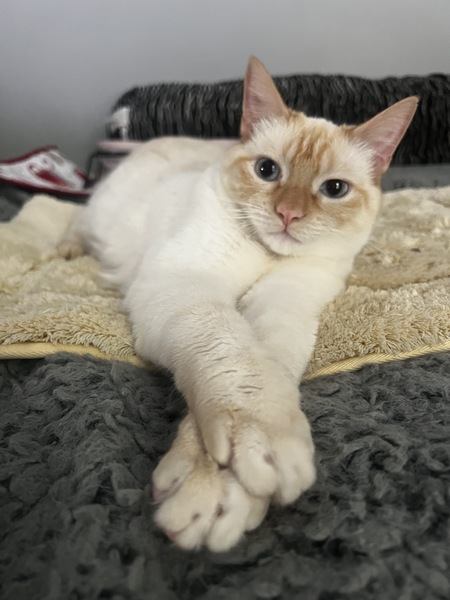 Entry image for Tiny Tim. Clicking this image will show a larger photo