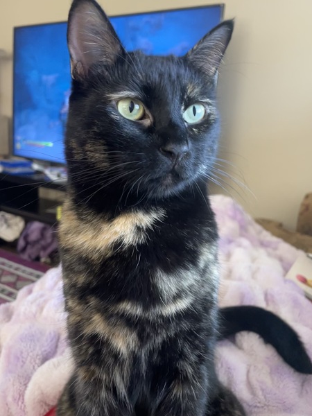 Entry image for Midna. Clicking this image will show a larger photo