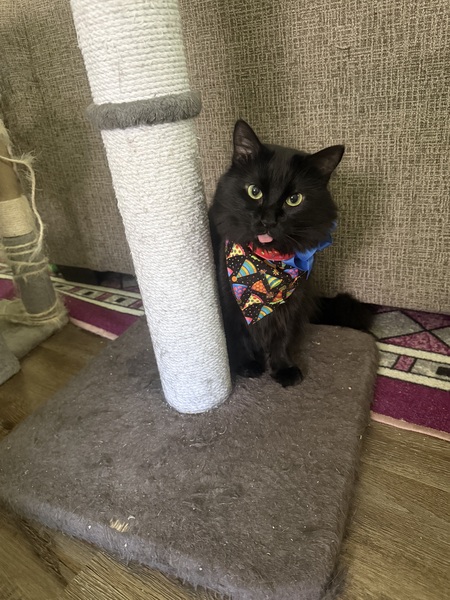 Entry image for Darmani. Clicking this image will show a larger photo