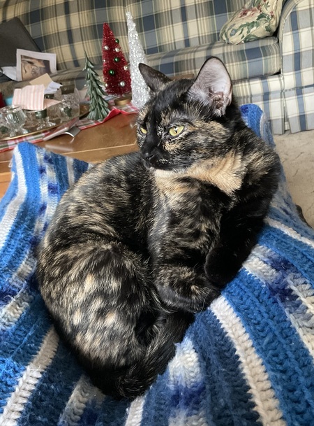 Entry image for Ophelia. Clicking this image will show a larger photo