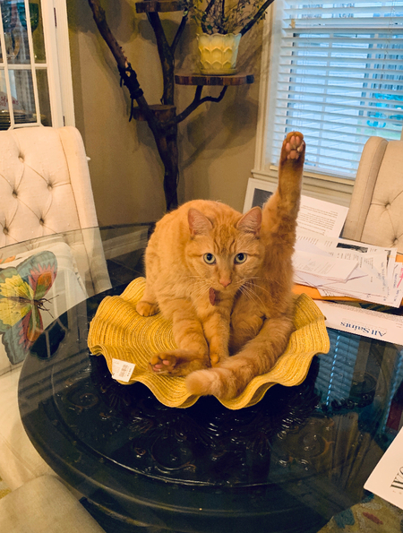 Entry image for Pumpkin. Clicking this image will show a larger photo